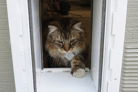 caption1-Cat-in-door